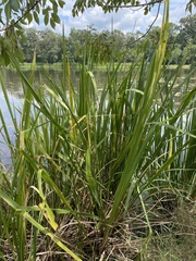 Zizaniopsis miliacea