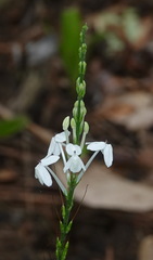 Pseuderanthemum