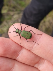 Cicindela campestris