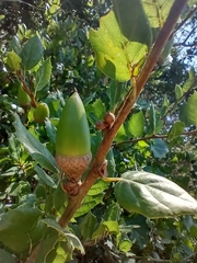 Quercus agrifolia