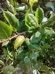 Quercus agrifolia