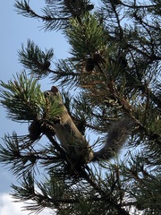 Tamiasciurus fremonti