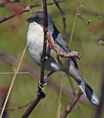 Microspingus melanoleucus