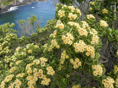 Baccharis vernalis