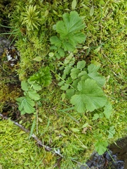 Geum macrophyllum