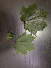 Acer