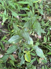 Persicaria longiseta