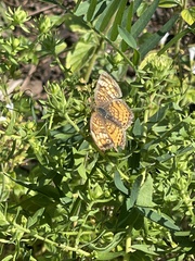 Phyciodes cocyta