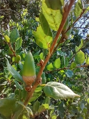 Quercus agrifolia