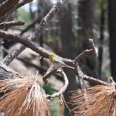 Setophaga occidentalis