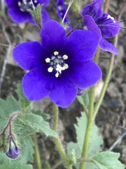 Phacelia parryi