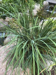 Leymus arenarius