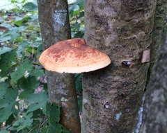 Cerioporus squamosus