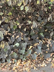 Hedera helix