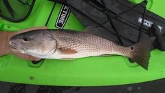 Sciaenops ocellatus