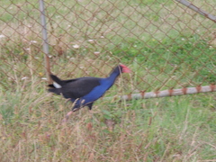 Porphyrio melanotus melanotus