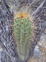 Trichocereus terscheckii