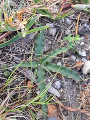 Cyanella