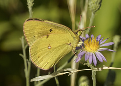 Colias eurytheme