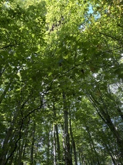 Acer nigrum