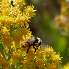 Bombus huntii