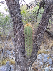 Trichocereus terscheckii