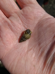 Nassarius mendicus