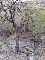 Trichocereus terscheckii