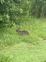 Sylvilagus palustris