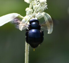 Xylocopa micans