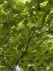 Acer nigrum