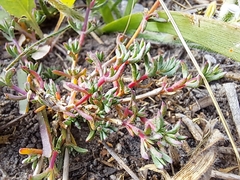 Lampranthus
