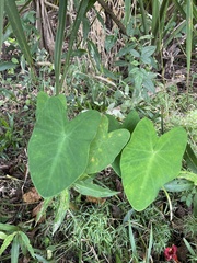 Colocasia