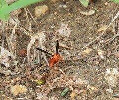 Polistes rubiginosus