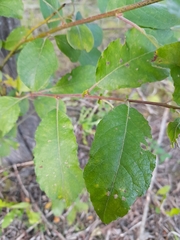 Salix caprea