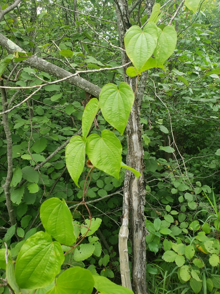 wild yam from Finlayson Township, MN, USA on August 20, 2022 at 0213