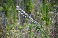 Liatris carrizana