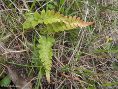 Blechnum hastatum