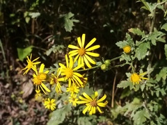 Jacobaea grandidentata