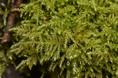 Kindbergia praelonga