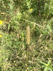 Setaria