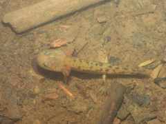 Salamandra salamandra