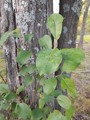 Salix caprea