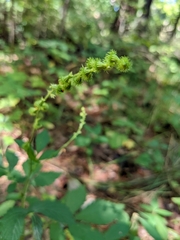 Agrimonia gryposepala