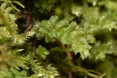 Plagiomnium venustum