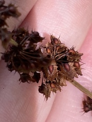 Rumex obtusifolius