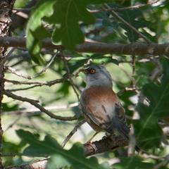 Junco phaeonotus