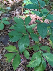 Agrimonia gryposepala