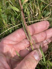 Setaria