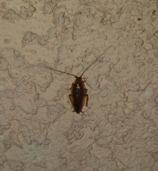 Ectobius vittiventris